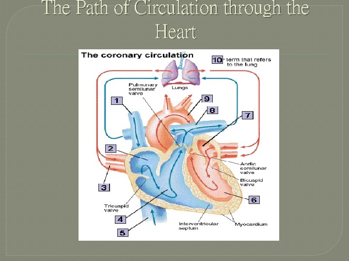 The Path of Circulation through the Heart 