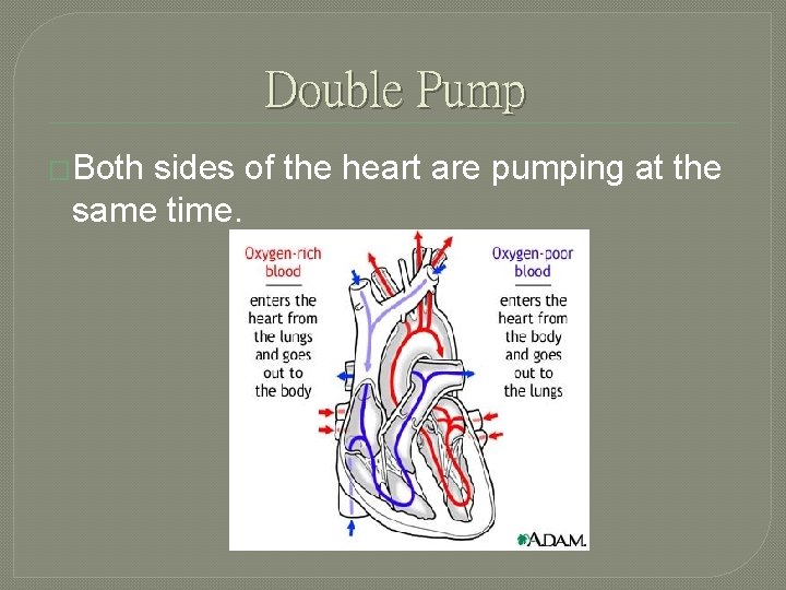 Double Pump �Both sides of the heart are pumping at the same time. 