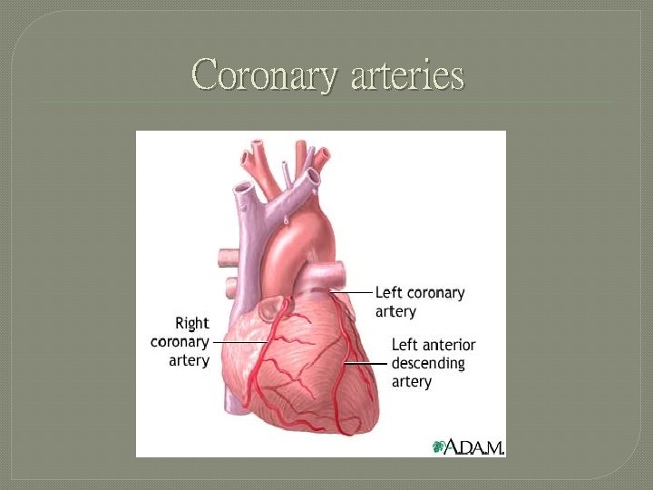 Coronary arteries 