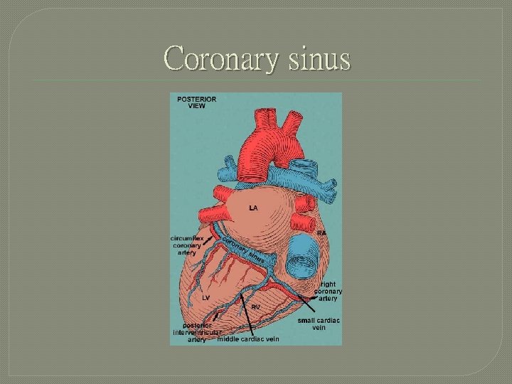 Coronary sinus 