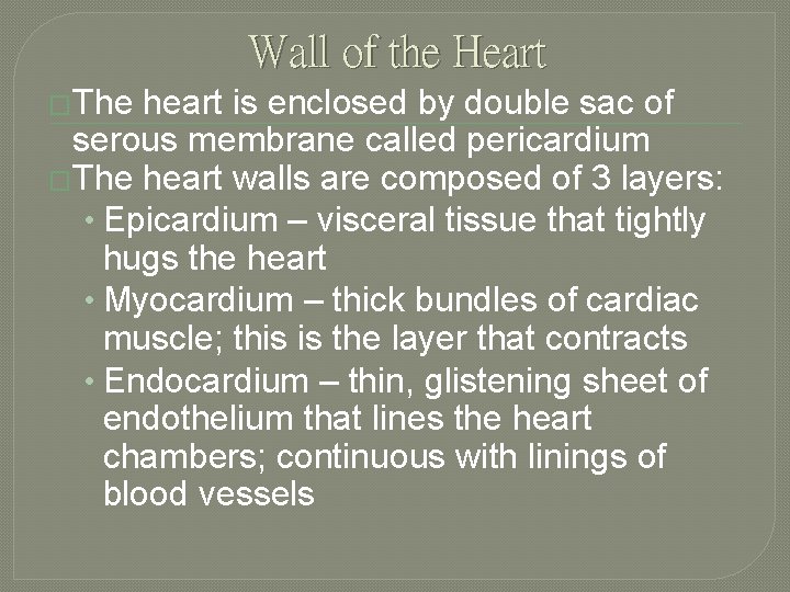 Wall of the Heart �The heart is enclosed by double sac of serous membrane