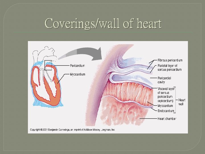 Coverings/wall of heart 