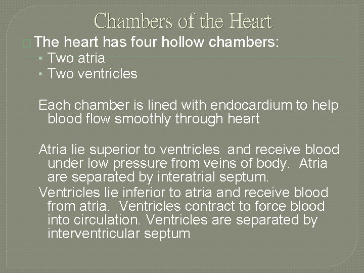Chambers of the Heart � The heart has four hollow chambers: • Two atria