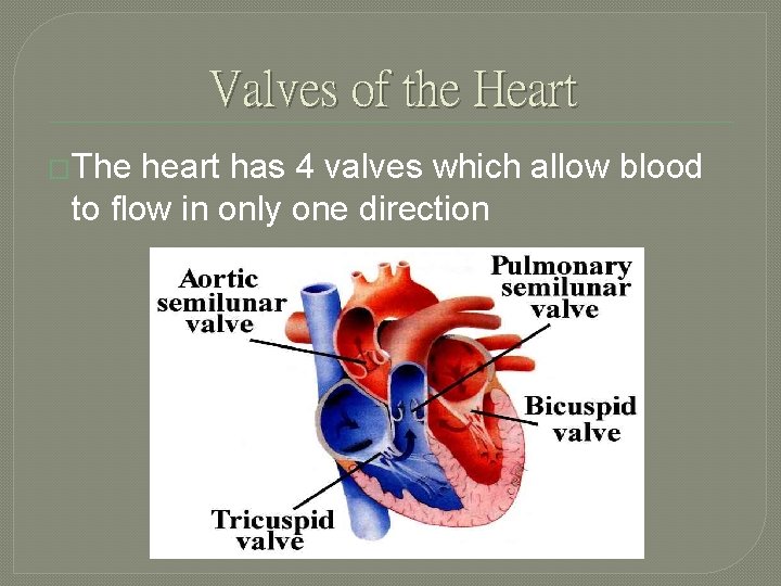 Valves of the Heart �The heart has 4 valves which allow blood to flow