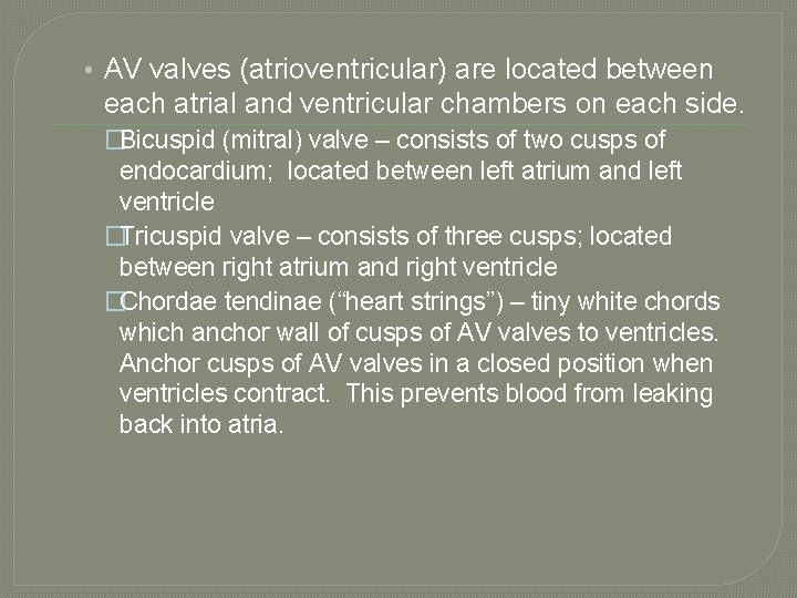  • AV valves (atrioventricular) are located between each atrial and ventricular chambers on
