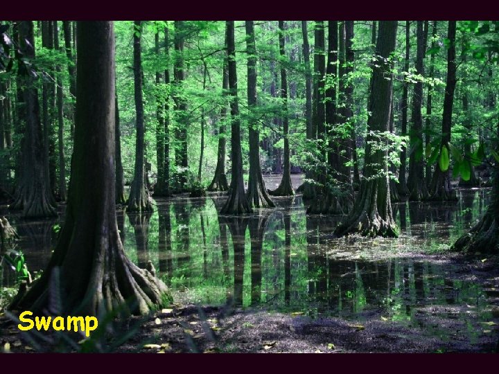 Swamp 