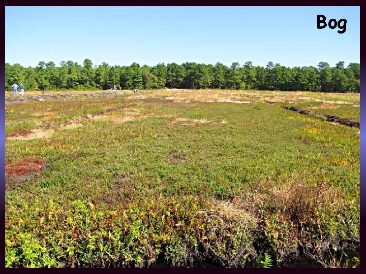 Bog 