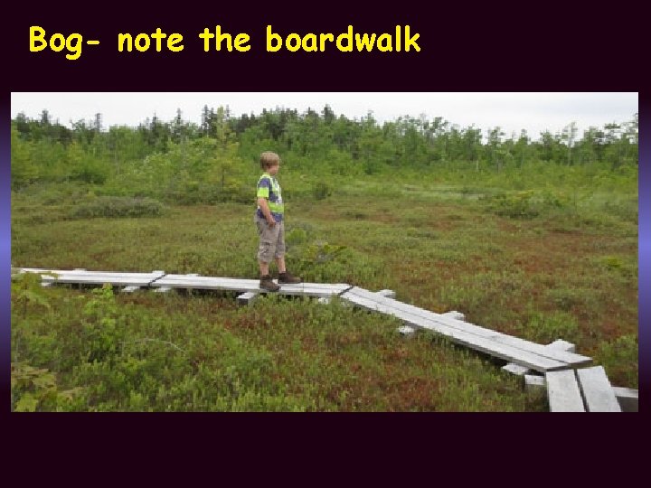 Bog- note the boardwalk 