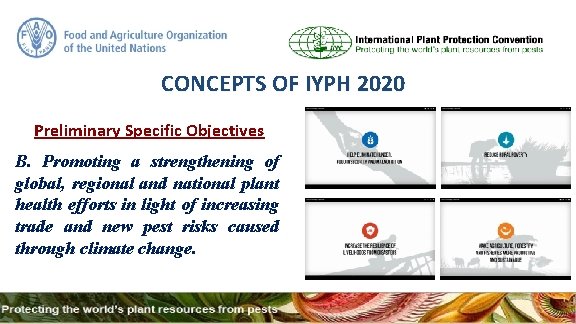 CONCEPTS OF IYPH 2020 Preliminary Specific Objectives B. Promoting a strengthening of global, regional