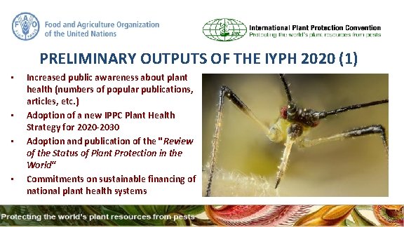 PRELIMINARY OUTPUTS OF THE IYPH 2020 (1) • • Increased public awareness about plant