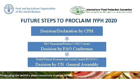 FUTURE STEPS TO PROCLAIM IYPH 2020 Decision/Declaration by CPM FAO Programme/Finance C. /FAO Council