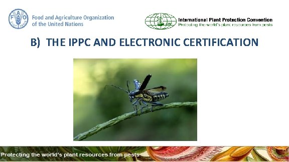 B) THE IPPC AND ELECTRONIC CERTIFICATION 