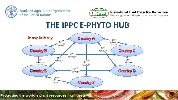 THE IPPC E-PHYTO HUB Many to Many Country A Country B Country C Country