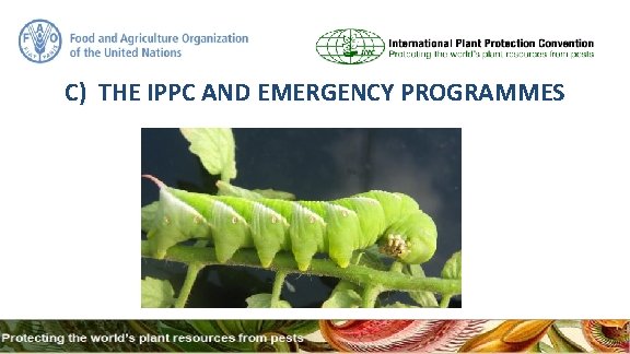 C) THE IPPC AND EMERGENCY PROGRAMMES 