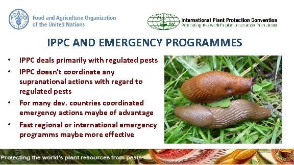 IPPC AND EMERGENCY PROGRAMMES • • IPPC deals primarily with regulated pests IPPC doesn’t