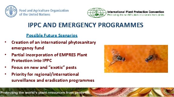 IPPC AND EMERGENCY PROGRAMMES • • Possible Future Scenarios Creation of an international phytosanitary