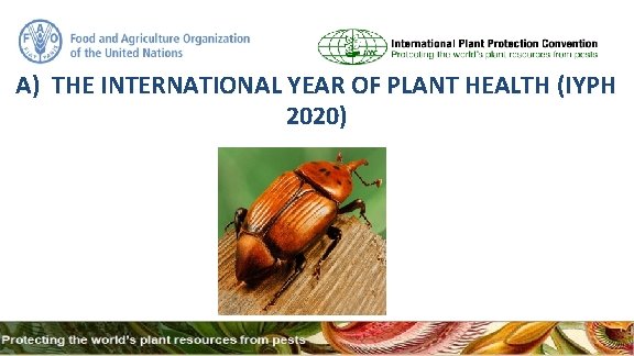 A) THE INTERNATIONAL YEAR OF PLANT HEALTH (IYPH 2020) 