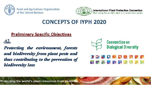 CONCEPTS OF IYPH 2020 Preliminary Specific Objectives A 2. Protecting the environment, forests and