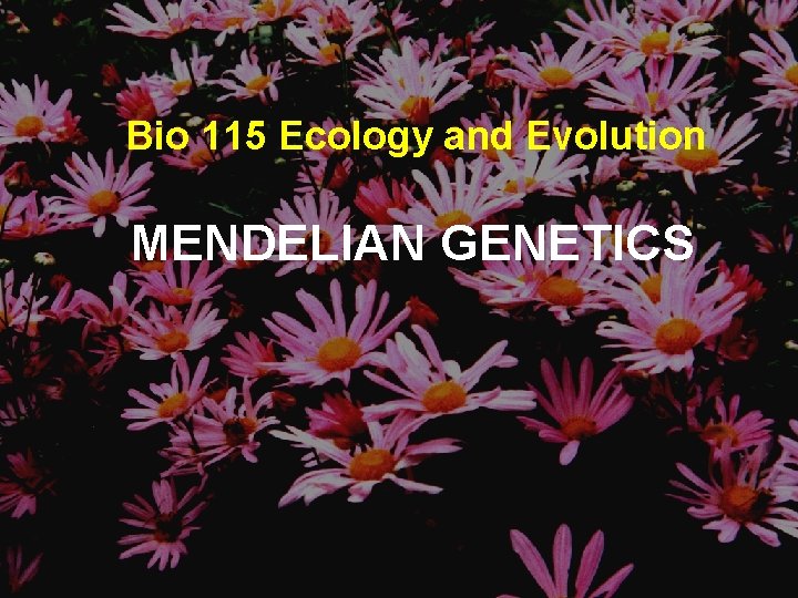 Bio 115 Ecology and Evolution MENDELIAN GENETICS 