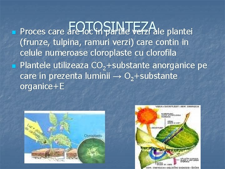 n n FOTOSINTEZA Proces care loc in partile verzi ale plantei (frunze, tulpina, ramuri