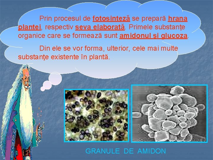 Prin procesul de fotosinteză se prepară hrana plantei, respectiv seva elaborată. Primele substanţe organice
