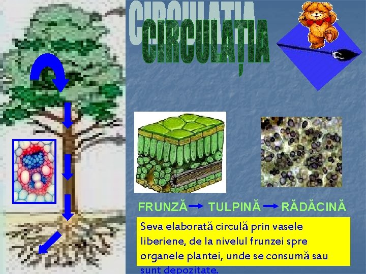 FRUNZĂ TULPINĂ RĂDĂCINĂ Seva elaborată circulă prin vasele liberiene, de la nivelul frunzei spre