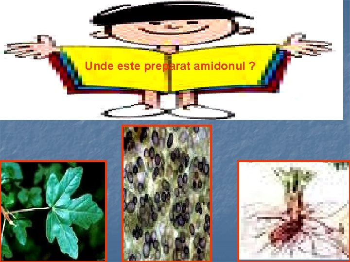 Unde este preparat amidonul ? 