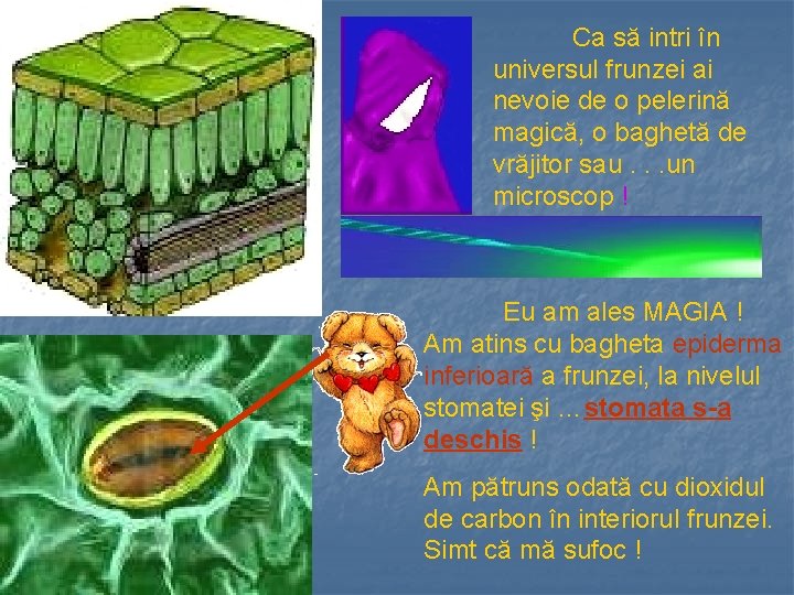 Ca să intri în universul frunzei ai nevoie de o pelerină magică, o baghetă