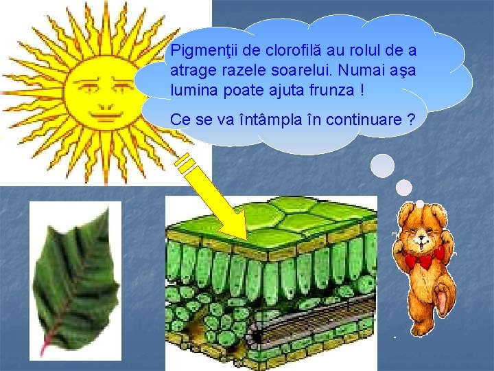 Pigmenţii de clorofilă au rolul de a atrage razele soarelui. Numai aşa lumina poate