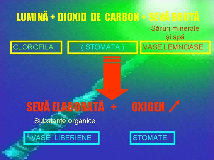 LUMINĂ + DIOXID DE CARBON + SEVĂ BRUTĂ CLOROFILA ( STOMATA ) SEVĂ ELABORATĂ