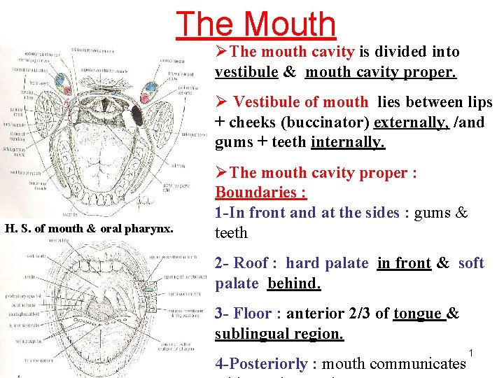 The Mouth ØThe mouth cavity is divided into vestibule & mouth cavity proper. Ø