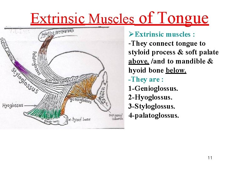Extrinsic Muscles of Tongue ØExtrinsic muscles : -They connect tongue to styloid process &