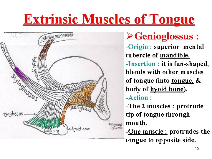 Extrinsic Muscles of Tongue ØGenioglossus : -Origin : superior mental tubercle of mandible. -Insertion