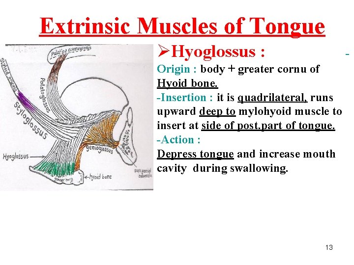 Extrinsic Muscles of Tongue ØHyoglossus : - Origin : body + greater cornu of