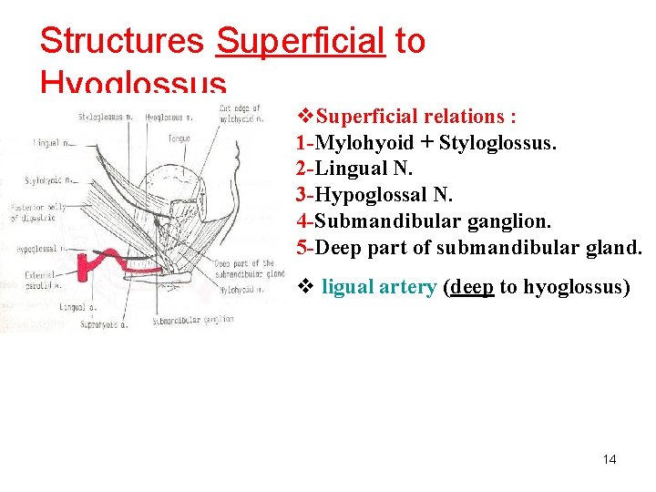 Structures Superficial to Hyoglossus v. Superficial relations : 1 -Mylohyoid + Styloglossus. 2 -Lingual