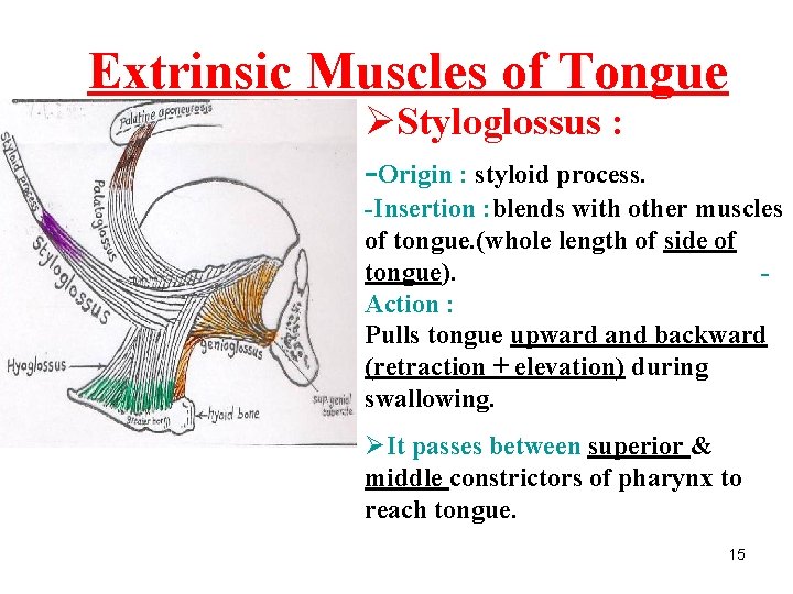 Extrinsic Muscles of Tongue ØStyloglossus : -Origin : styloid process. -Insertion : blends with