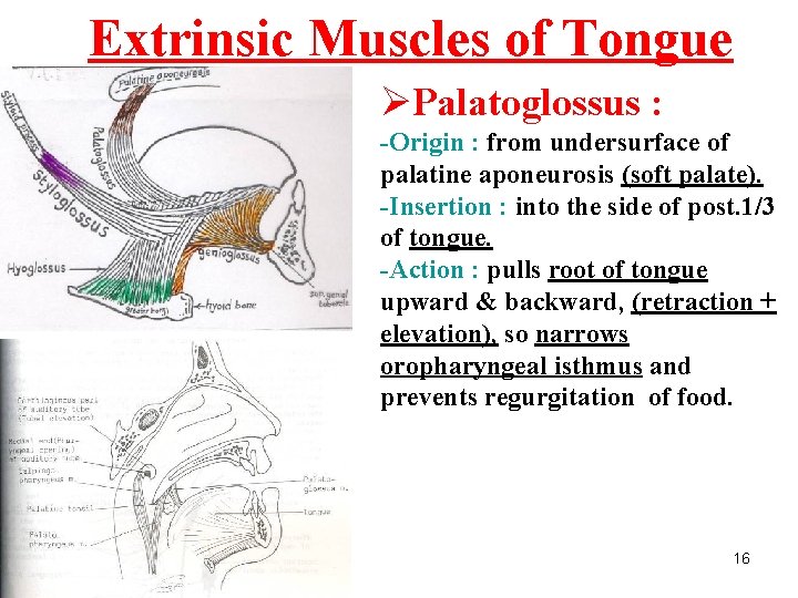 Extrinsic Muscles of Tongue ØPalatoglossus : -Origin : from undersurface of palatine aponeurosis (soft