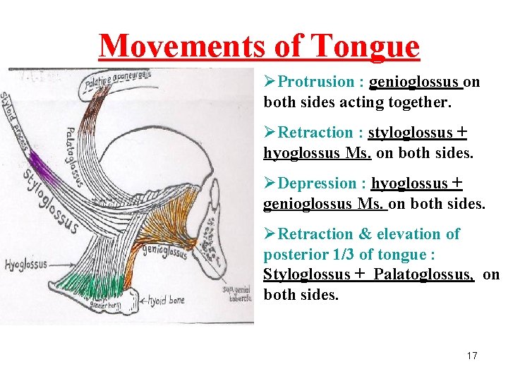 Movements of Tongue ØProtrusion : genioglossus on both sides acting together. ØRetraction : styloglossus