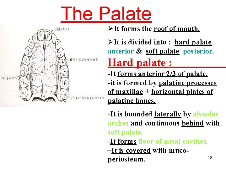 The Palate ØIt forms the roof of mouth. ØIt is divided into : hard