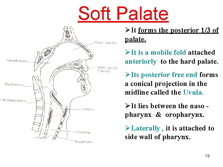 Soft Palate ØIt forms the posterior 1/3 of palate. ØIt is a mobile fold
