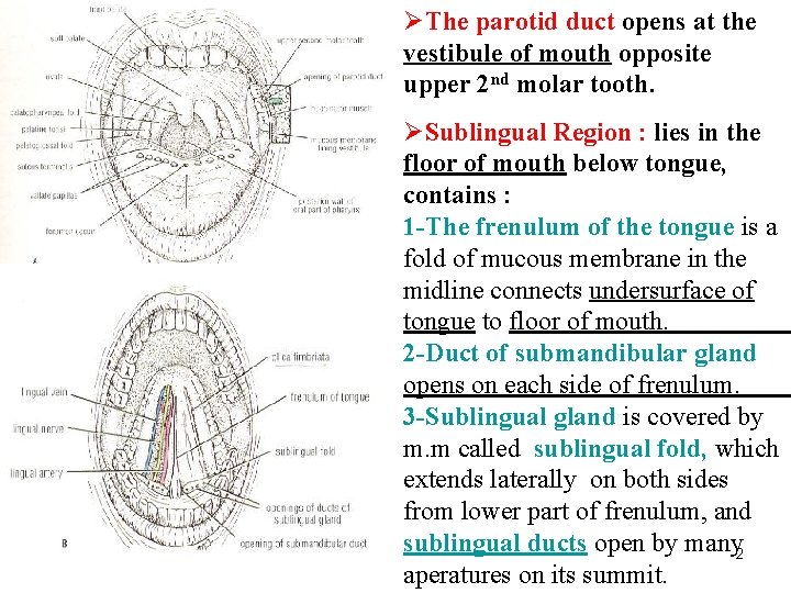 ØThe parotid duct opens at the vestibule of mouth opposite upper 2 nd molar