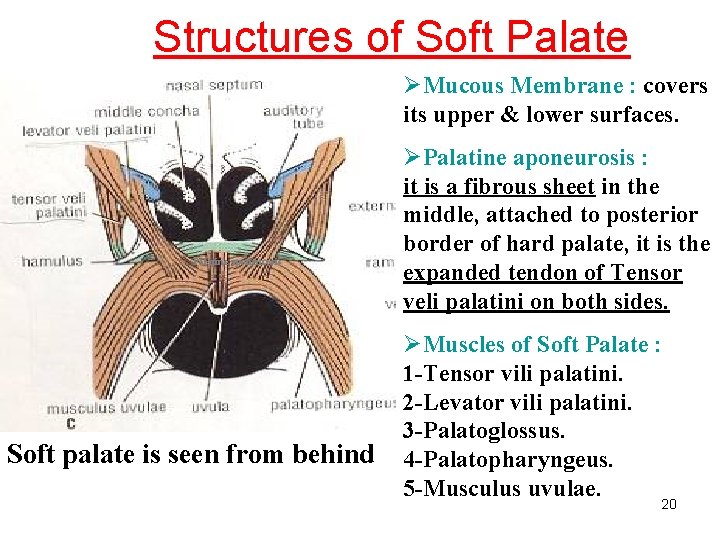 Structures of Soft Palate ØMucous Membrane : covers its upper & lower surfaces. Palatine