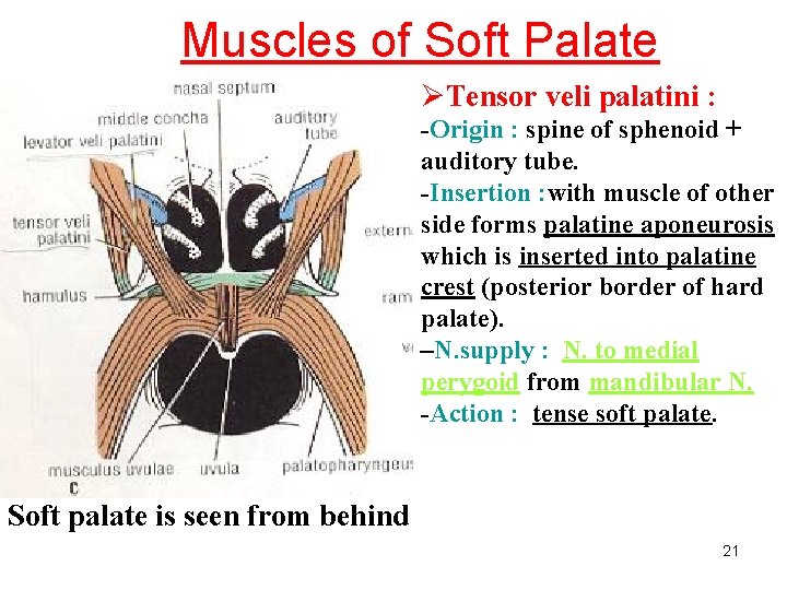 Muscles of Soft Palate ØTensor veli palatini : -Origin : spine of sphenoid +
