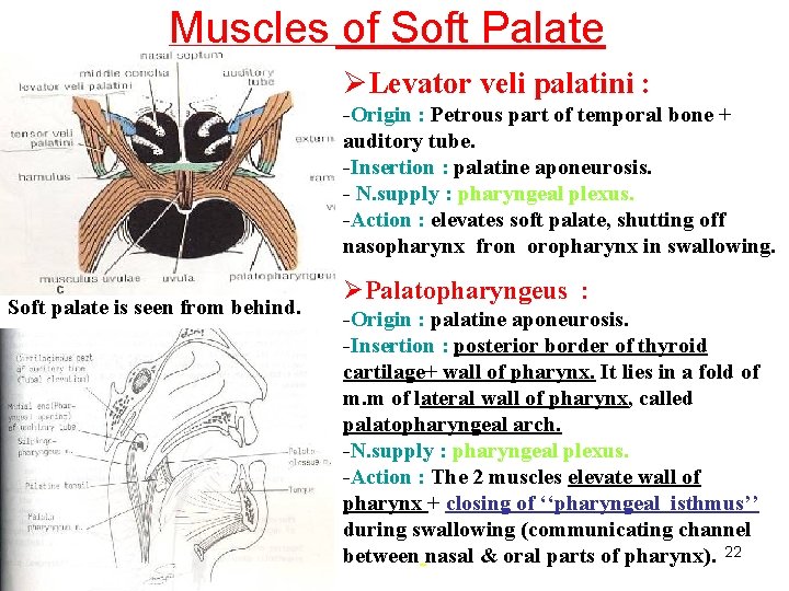 Muscles of Soft Palate ØLevator veli palatini : -Origin : Petrous part of temporal