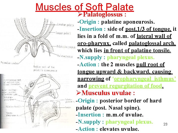 Muscles of Soft Palate ØPalatoglossus : -Origin : palatine aponeurosis. -Insertion : side of
