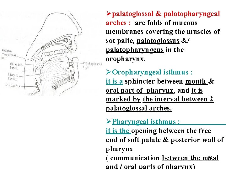 Øpalatoglossal & palatopharyngeal arches : are folds of mucous membranes covering the muscles of