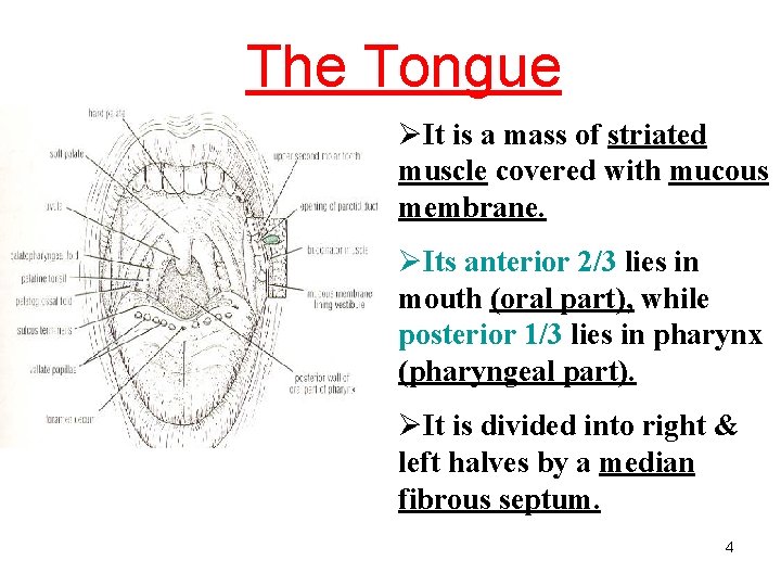 The Tongue ØIt is a mass of striated muscle covered with mucous membrane. ØIts