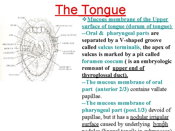 The Tongue v. Mucous membrane of the Upper surface of tongue (dorum of tongue)