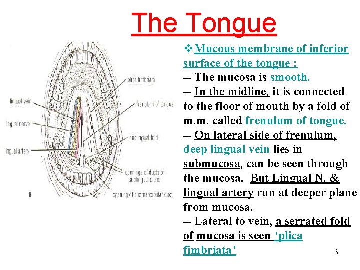 The Tongue v. Mucous membrane of inferior surface of the tongue : -- The