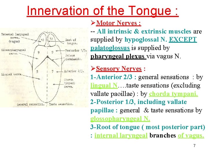 Innervation of the Tongue : (vagus) ØMotor Nerves : -- All intrinsic & extrinsic